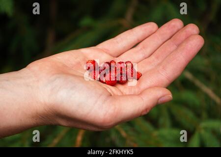 Tenere a mano le fragole della foresta appena raccolte, alberi sfocati sullo sfondo Foto Stock