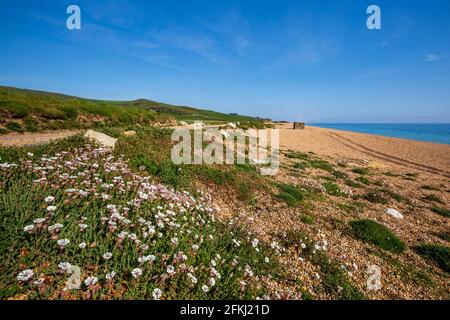 Sea Campion cresce nella ghiaia sulla Chesil Beach Nature Reserve, Dorset, Inghilterra Foto Stock