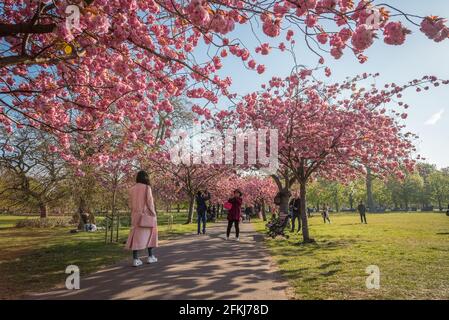 Fiori di ciliegi nel parco di Greenwich Foto Stock