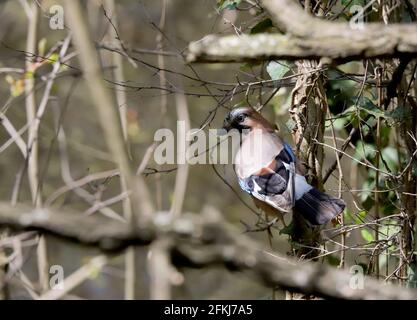 Fieno eurasiatico (Garrulus glandarius) o uccello Jay su un ramo, Corvidae Foto Stock