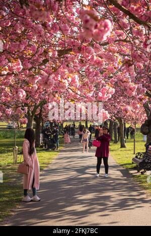 Fiori di ciliegi nel parco di Greenwich Foto Stock