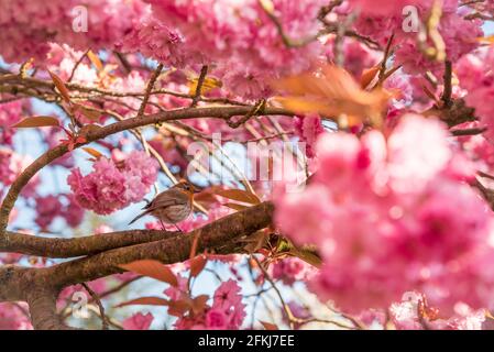 Fiori di ciliegi nel parco di Greenwich Foto Stock
