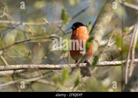 2 maggio 2021. La Giornata Internazionale del Coro dell'Alba si tiene ogni anno la prima Domenica di Maggio. La gente è incoraggiata a uscire di mattina presto per vedere e ascoltare gli uccelli cantare e per celebrare la grande sinfonia della natura. Nella foto è raffigurato un bullfinch maschile (Pyrrrhula pirrhula) presso la Riserva Naturale locale di Fleet Pond nell'Hampshire, Inghilterra, Regno Unito. Foto Stock