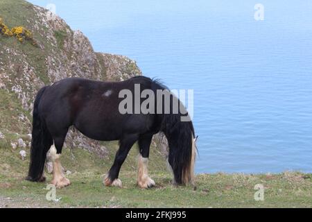 Una fotografia di cavalli selvatici a Rhossili Bay, sulla penisola di Gower, Galles, Regno Unito Foto Stock