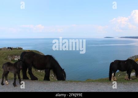 Una fotografia di cavalli selvatici a Rhossili Bay, sulla penisola di Gower, Galles, Regno Unito Foto Stock