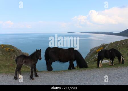 Una fotografia di cavalli selvatici a Rhossili Bay, sulla penisola di Gower, Galles, Regno Unito Foto Stock