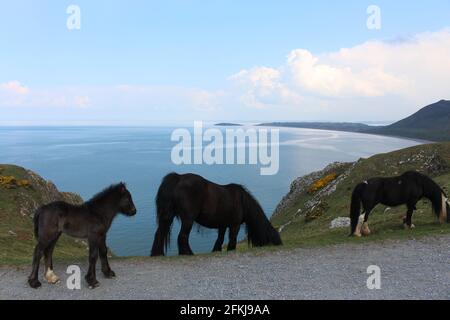 Una fotografia di cavalli selvatici a Rhossili Bay, sulla penisola di Gower, Galles, Regno Unito Foto Stock