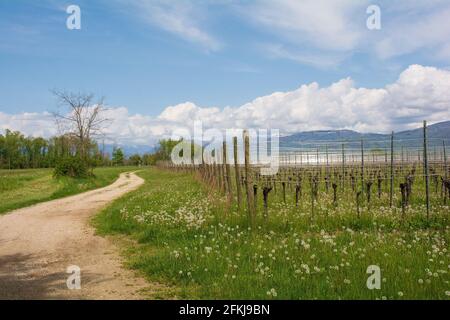 Un vigneto vicino al villaggio nord-est italiano di Orzano in Friuli-Venezia Giulia a fine aprile. I vitigni stanno iniziando solo il loro sprin Foto Stock