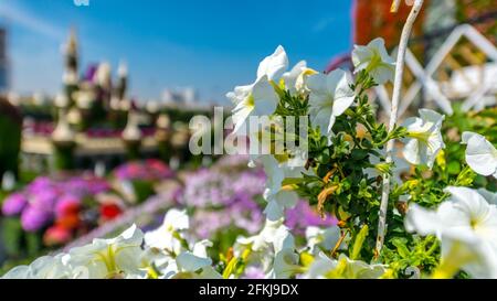 Dubai Miracle Garden - Megaparc negli Emirati Arabi Uniti Foto Stock