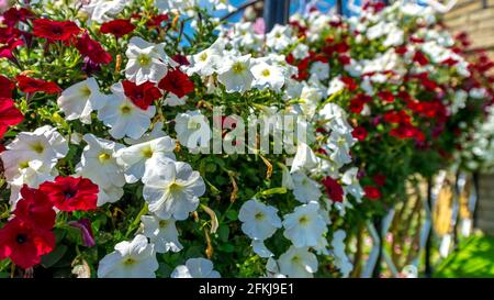 Dubai Miracle Garden - Megaparc negli Emirati Arabi Uniti Foto Stock