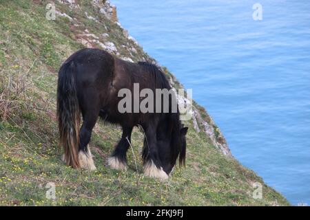 Una fotografia di cavalli selvatici a Rhossili Bay, sulla penisola di Gower, Galles, Regno Unito Foto Stock