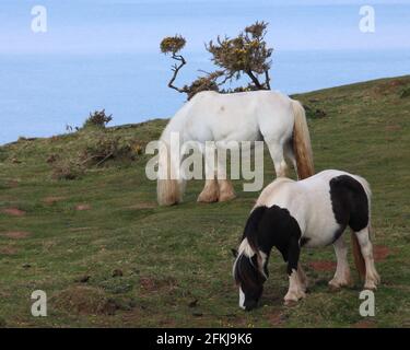 Una fotografia di cavalli selvatici a Rhossili Bay, sulla penisola di Gower, Galles, Regno Unito Foto Stock