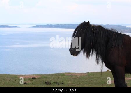 Una fotografia di cavalli selvatici a Rhossili Bay, sulla penisola di Gower, Galles, Regno Unito Foto Stock