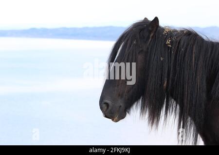 Una fotografia di cavalli selvatici a Rhossili Bay, sulla penisola di Gower, Galles, Regno Unito Foto Stock