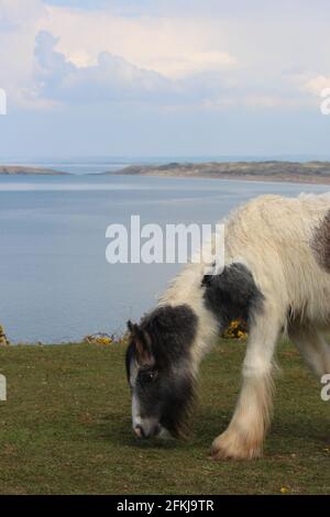 Una fotografia di cavalli selvatici a Rhossili Bay, sulla penisola di Gower, Galles, Regno Unito Foto Stock