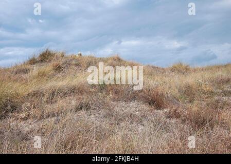 Calamagrostis arenaria piante su dune di sabbia costiera Foto Stock