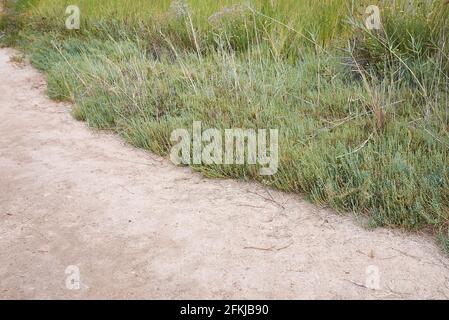 Salicornia frutticosa piante in una palude salata Foto Stock