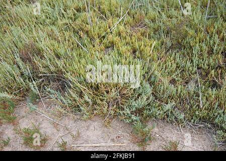 Salicornia frutticosa piante in una palude salata Foto Stock