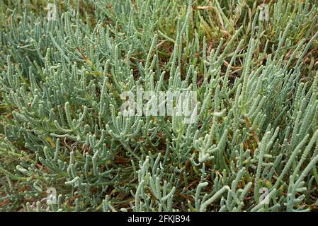 Salicornia frutticosa piante in una palude salata Foto Stock