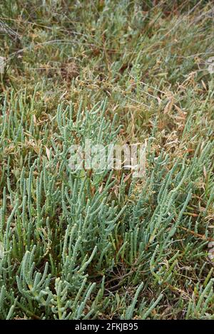 Salicornia frutticosa piante in una palude salata Foto Stock