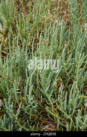 Salicornia frutticosa piante in una palude salata Foto Stock