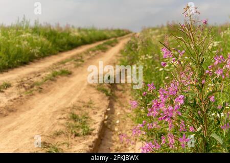 Strada sterrata attraverso un campo agricolo con fiori di salice-tè sul lato della strada. Soleggiato giorno d'estate. Foto Stock