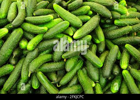 Grande mucchio di cetrioli freschi verdi organici, bello e pulito. Raccolto cumulo accatastato a produzione locale mercato agricolo stand. Concetto di cibo pulito. Vegeto sano Foto Stock