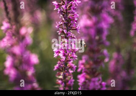 Un'ape raccoglie il nettare dai fiori viola luminosi. Estate fioritura Loosestrife viola, Lythrum tomentosum o Loosestrife spiked e lithrum viola Foto Stock