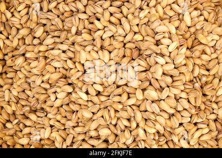 Pelo di fondo di texture di pistacchio organico grezzo. I semi di pistacia tostati naturali raccolgono il mucchio. Concetto di cibo pulito. sano vit vegan nutriente Foto Stock
