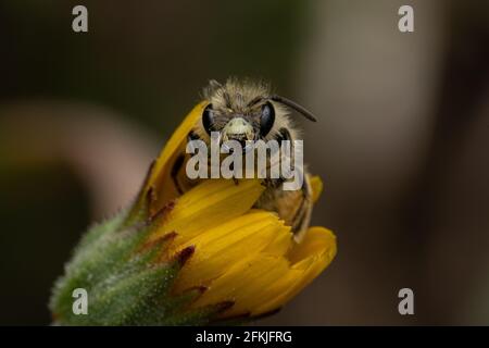 Un closeup di un bumblebee che alimenta su nettare su un fiore giallo in un giardino con sfondo sfocato Foto Stock