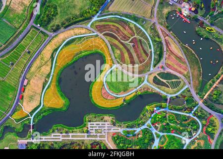 Hangzhou. 2 maggio 2021. La foto aerea scattata il 2 maggio 2021 mostra i campi di fiori nella cittadina di Jingshan nel distretto di Yuhang in Hangzhou, capitale della provincia di Zhejiang della Cina orientale. Dal 1° maggio al 5 maggio si svolge un carnevale di animazione presso i campi di fiori della città di Jingshan nel distretto di Yuhang di Hangzhou. Credit: Xu Yu/Xinhua/Alamy Live News Foto Stock