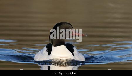 Merganser/Goosander maschio nuoto Foto Stock