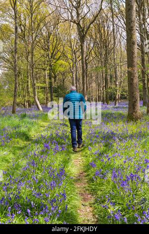 Wimborne, Dorset UK. 2 maggio 2021. Tempo nel Regno Unito: Il sole splende attraverso la spettacolare esposizione di bluebells nei boschi vicino a Wimborne, Dorset sulla Domenica delle festività della Banca. Una giornata mutevole con sole e docce. Credit: Carolyn Jenkins/Alamy Live News Foto Stock