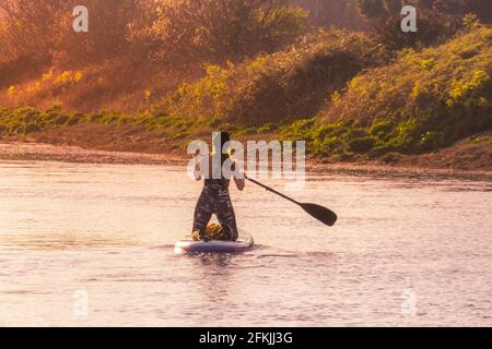 La vista posteriore di un boarder femminile a pale inginocchiato su una Paddleboard Stand Up in alta marea sul fiume Gannel a Newquay in Cornovaglia. Foto Stock