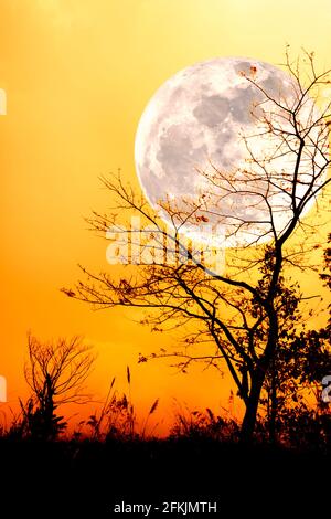 Silhouette di albero secco contro il cielo d'oro e la luna luminosa. Bellissimo paesaggio con grande luna piena su sfondo oro. All'aperto. La luna NON era pelliccia Foto Stock