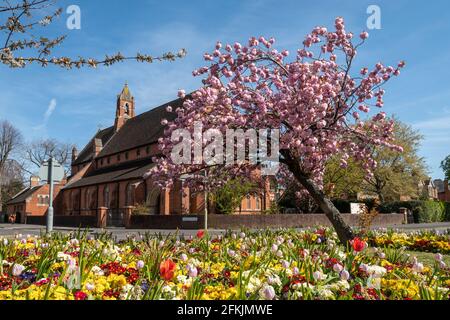 Chiesa di San Marco a Farnborough, Hampshire, Regno Unito, durante la primavera con alberi di ciliegio e aiuole colorate. Foto Stock