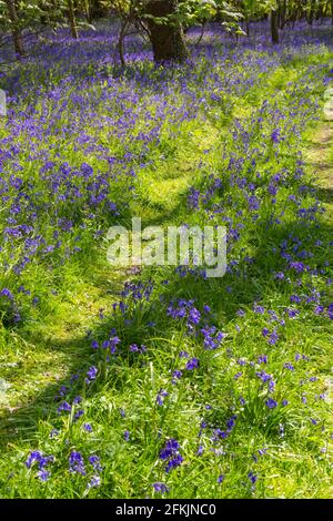 Wimborne, Dorset UK. 2 maggio 2021. Tempo nel Regno Unito: Il sole splende attraverso la spettacolare esposizione di bluebells nei boschi vicino a Wimborne, Dorset sulla Domenica delle festività della Banca. Una giornata mutevole con sole e docce. Credit: Carolyn Jenkins/Alamy Live News Foto Stock