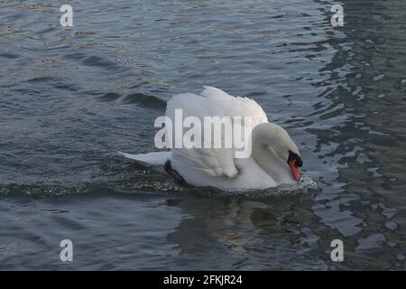 Fiero cigno muto e la sua immagine speculare Foto Stock