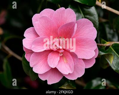 Rosa Camellia ispirazione Fiore Foto Stock