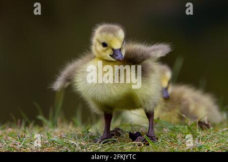 Holmfirth, Yorkshire, Regno Unito, 02 maggio 2021. Un nuovo nato gosling (Canada Goose) si estende le sue piccole ali nel fine settimana di vacanze in banca vicino a Holmfirth, Yorkshire. RASQ Photography/Alamy Live News Foto Stock