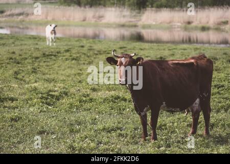 Mucca su prato verde in campagna. Pascolo per bestiame bovino. Mucca nel villaggio in aria fresca. Vacche bianche e nere. Le mucche pascolano su un prato verde estivo. Foto Stock