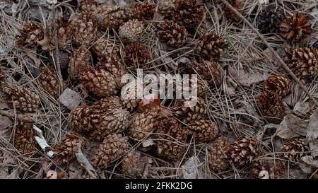 Bellissimi coni di pino. Un mazzo di coni di pino. Coni sfondo di Natale. Sfondo naturale. Un gruppo di coni di pino con una bella luce. Foto Stock