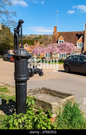 Fiore di ciliegi e narcisi primaverili nel villaggio storico di Hambledon, Buckinghamshire, Inghilterra Foto Stock