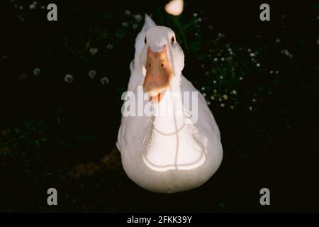 Anatra bianca pesante o anatra domestica conosciuta anche come anatra di zucca di America, anatra di Isola lunga, anatra di Pekin o anatra di Aylesbury, guardando la macchina fotografica ed è stata alimentata sul buio Foto Stock