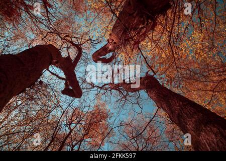 Molla nuova foglia baldacchino infrarosso verde chiaro clorofilla ricche foglie diventano rosso come la pellicola aerocromo, pollarded faggio albero Fagus sylvatica che torreggia sopra Foto Stock