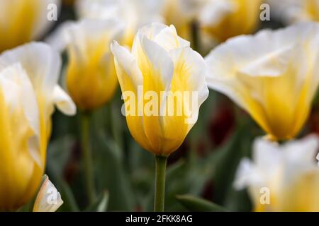 tulipani freschi e colorati in un letto di primavera fiori sfondo sfocato Foto Stock