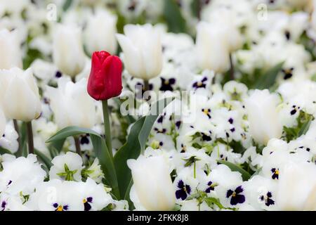 tulipano rosso colorato fresco solitario in un letto di bianco primavera fiori sfondo sfocato Foto Stock