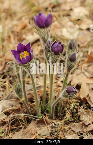 I primi fiori primaverili sognano l'erba nella foresta Foto Stock