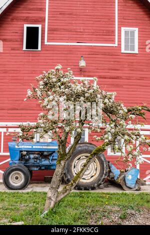 Un vecchio trattore Ford blu con caricatore posteriore in fronte di fienile rosso dietro un albero di ciliegio Foto Stock