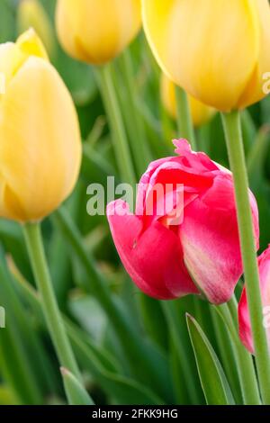 Primo piano di un tulipano rosa tra tulipani gialli Foto Stock